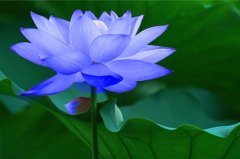 有关荷花的诗句古诗一年级