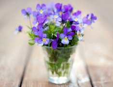 东北骂人经典的谚语