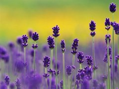 2022最新昵称网名简单有含义