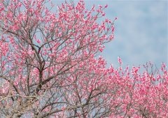 2022抖音火爆昵称带梅字