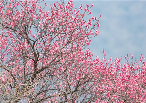 2022抖音火爆昵称带梅字