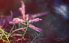 有关夫妻之间同甘共苦的句子