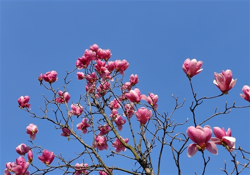 春天赏花的朋友圈说说 春天赏花的朋友圈说说