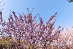 享受春天的唯美句子