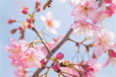 二胎男孩发朋友圈报喜文字