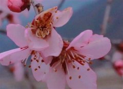 适合春天出去玩的句子 春天出游的好心情句子