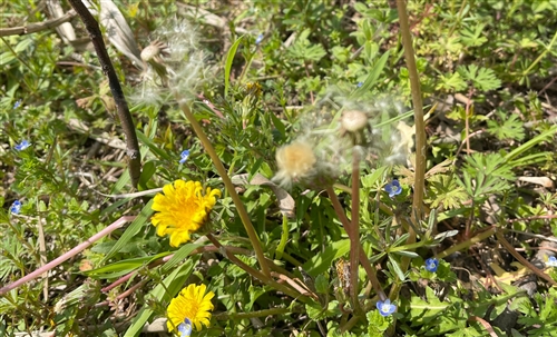 清明祭祖发朋友圈的句子