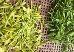 黄金茶发朋友圈的句子