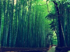 天堂没有痛苦经典语录(精选33句)