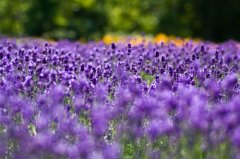 用沉默代替一切的句子(精选43句)