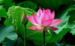 赏荷花发朋友圈的句子(精选60句)