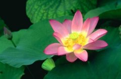 适合发荷花的朋友圈语句(47句)