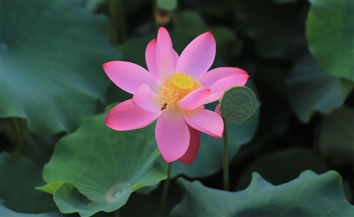 赏荷花发朋友圈的句子(64句)