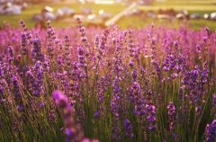 交友不慎的朋友圈说说(精选43句)