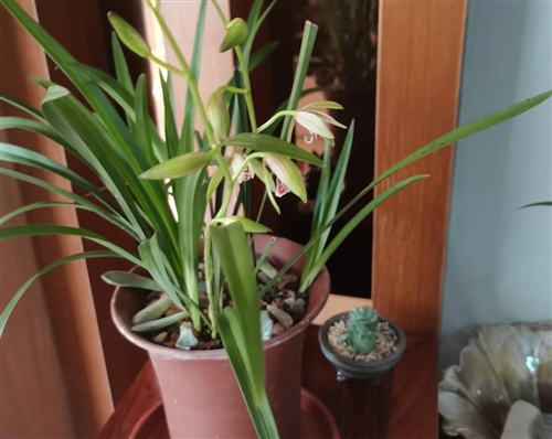 朋友圈晒兰花的经典句子(精选40句)