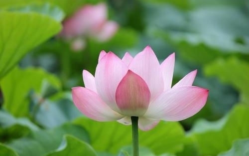 荷花朋友圈句子文案(精选43句) 荷花朋友圈句子文案(精选43句)