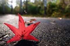 大风吹乱了头发唯美的句子(34句)