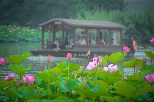 赏荷花发朋友圈的句子(精选64句) 赏荷花发朋友圈的句子(精选64句)