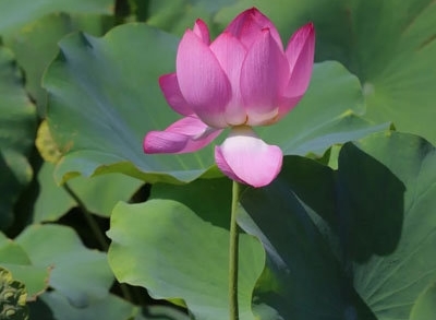 适合发荷花的朋友圈语句(精选59句) 适合发荷花的朋友圈语句(精选59句)