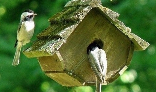 动物说说短句子大全(48句) 动物说说短句子大全(48句)