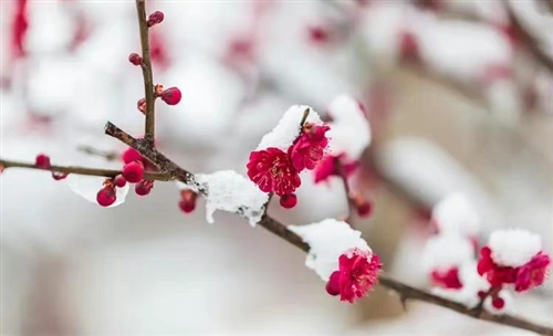 关于观赏梅花有意境句子(精选33句) 关于观赏梅花有意境句子(精选33句)