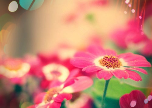 有鹿字的四字网名(精选78个)