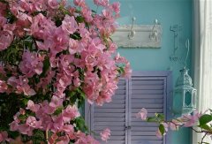 梅花的说说句子(35句)