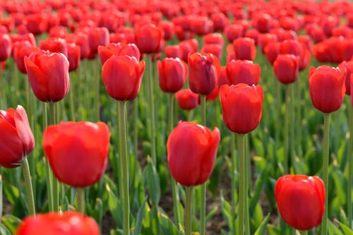 关于郁金香的文案(43句) 关于郁金香的文案(43句)