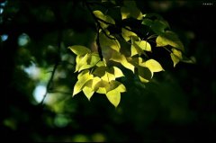 说一句关于战胜疫情的话(精选65句)