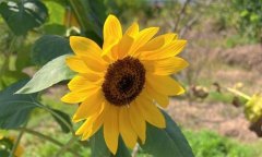 向日葵简短唯美句子(54句)