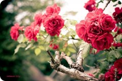 2022年祝福祖国的话简短(63句)