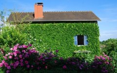 花带来的美好心情说说(精选51句)