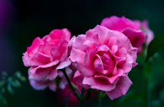 关于月季花的心情说说(精选48句)