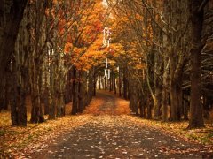 关于秋天的文案短句干净治愈(精选43句)