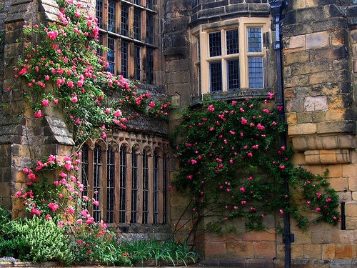 朋友圈晒兰花的经典句子(精选48句) 朋友圈晒兰花的经典句子(精选48句)