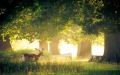 网名有内涵有深度二字女生(精选78个)