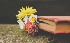 高雅脱俗的微信名字女(精选85个)