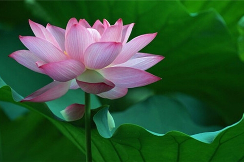 一听就是软妹子的游戏名(精选92个) 一听就是软妹子的游戏名(精选92个)