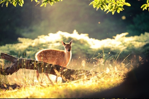 女生简短好听昵称两个字(精选87个)