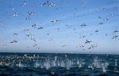 战胜疫情迎接美好的句子(48句)