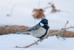 天冷了暖心的句子短句(54句)
