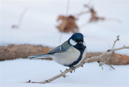 天冷了暖心的句子短句(54句) 天冷了暖心的句子短句(54句)
