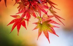 赞美男人的说说(精选39句)