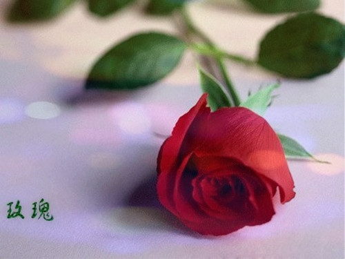 女人看淡一切的昵称(58个)