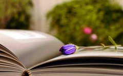 重新生活的语录(53句)