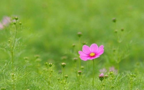 超仙情侣名字两个字(精选55个)