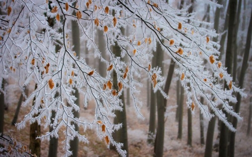 雪花飘落的唯美句子(59句) 雪花飘落的唯美句子(59句)