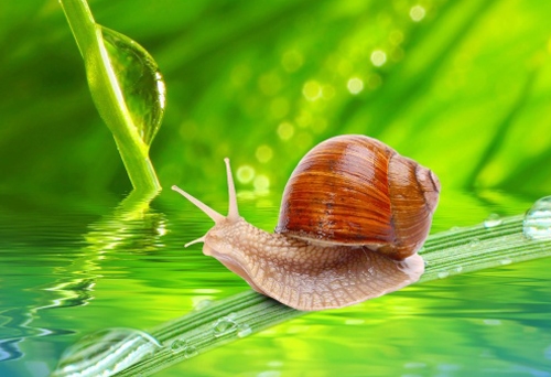 四个字有诗意的网名(59个) 四个字有诗意的网名(59个)