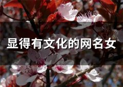 显得有文化的网名女(117个)