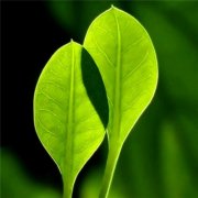 能带来好运的快手头像(精选16张)